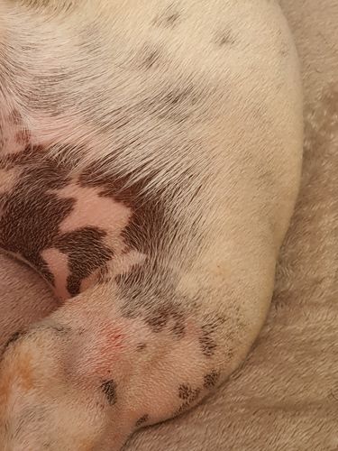 Kundenbewertung mit Foto zu BELISY Bachblüten Globuli für Hunde & Katzen - gegen Juckreiz - 10 g