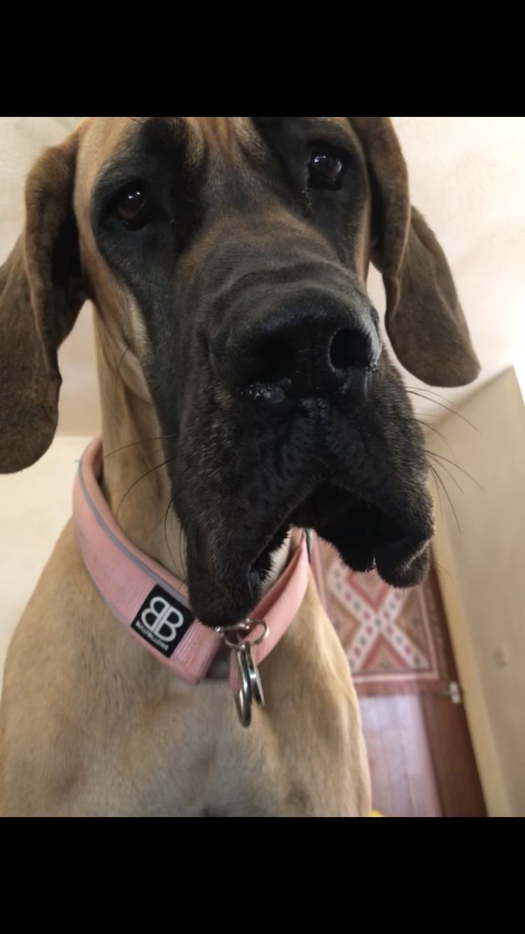 Customer photo review of 4cm Slip on Collar | Soft Padded & Reflective - Pink v2.0