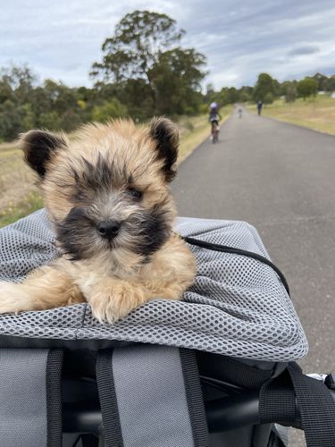 Customer photo review of All In One Pet Carrier Bag | Dog Bike Basket | Backpack for Dogs & Cats | Car Booster Seat