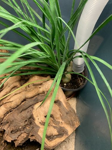 Customer photo review of Rafiki