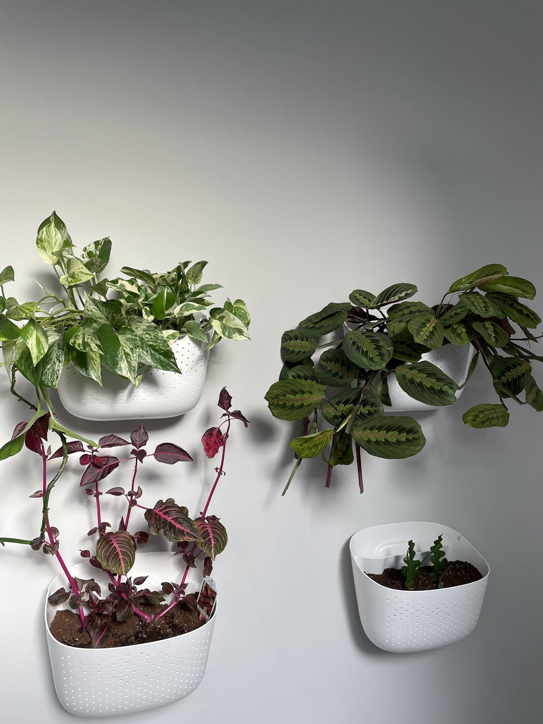 Customer photo review of Eco White Wall Planter