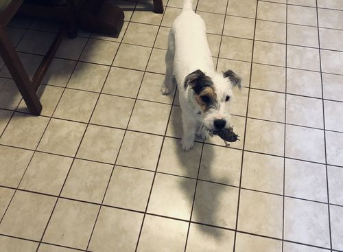 Customer photo review of FIRECRACKER