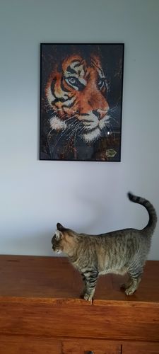 Customer photo review of "Rajah" - limitée à 150 exemplaires