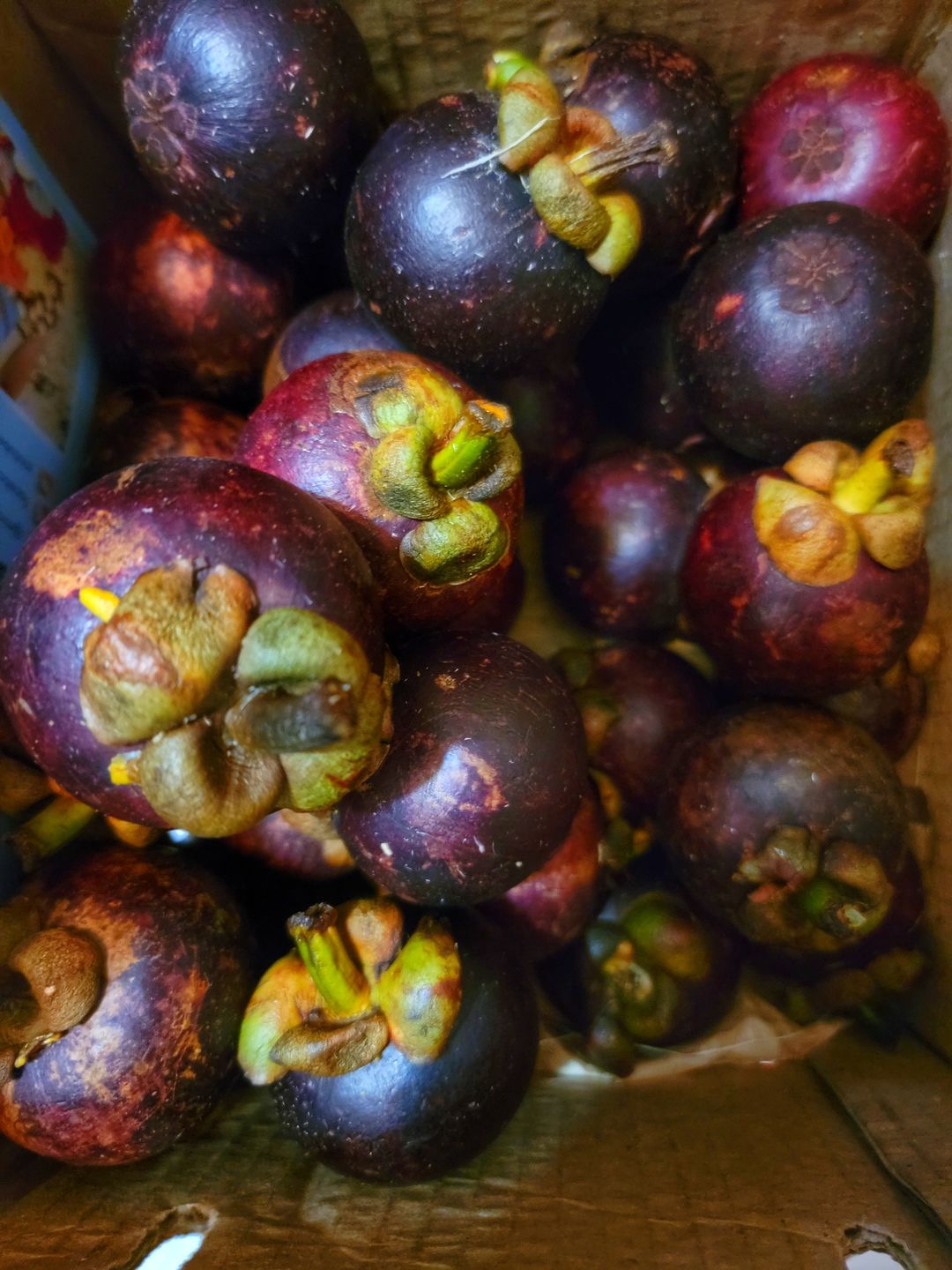 Customer photo review of Mangosteen Box