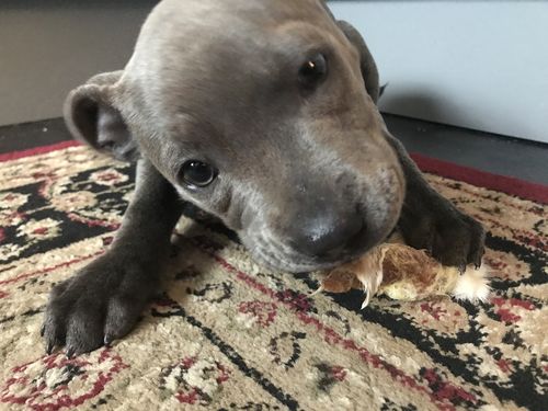 Customer photo review of Rabbit Ears with Hair 1kg