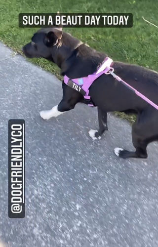 Customer photo review of DF Co. Dog Lovers Pack