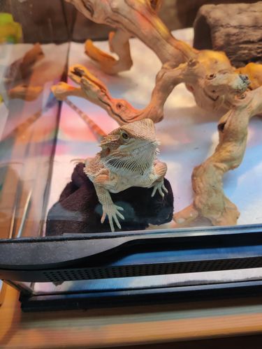 Customer photo review of GrubTerra Fresh Black Soldier Fly Larvae for Reptiles