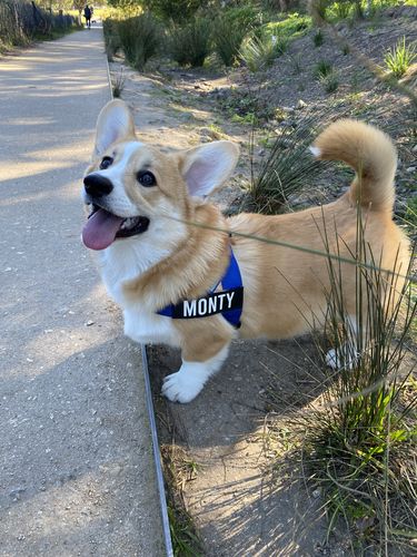 Customer photo review of DF Co. Classic Blue Dog Harness