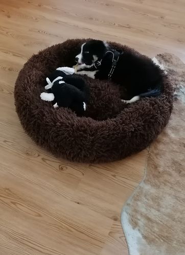 Customer photo review of Puppery Kuschelbett - Das Original