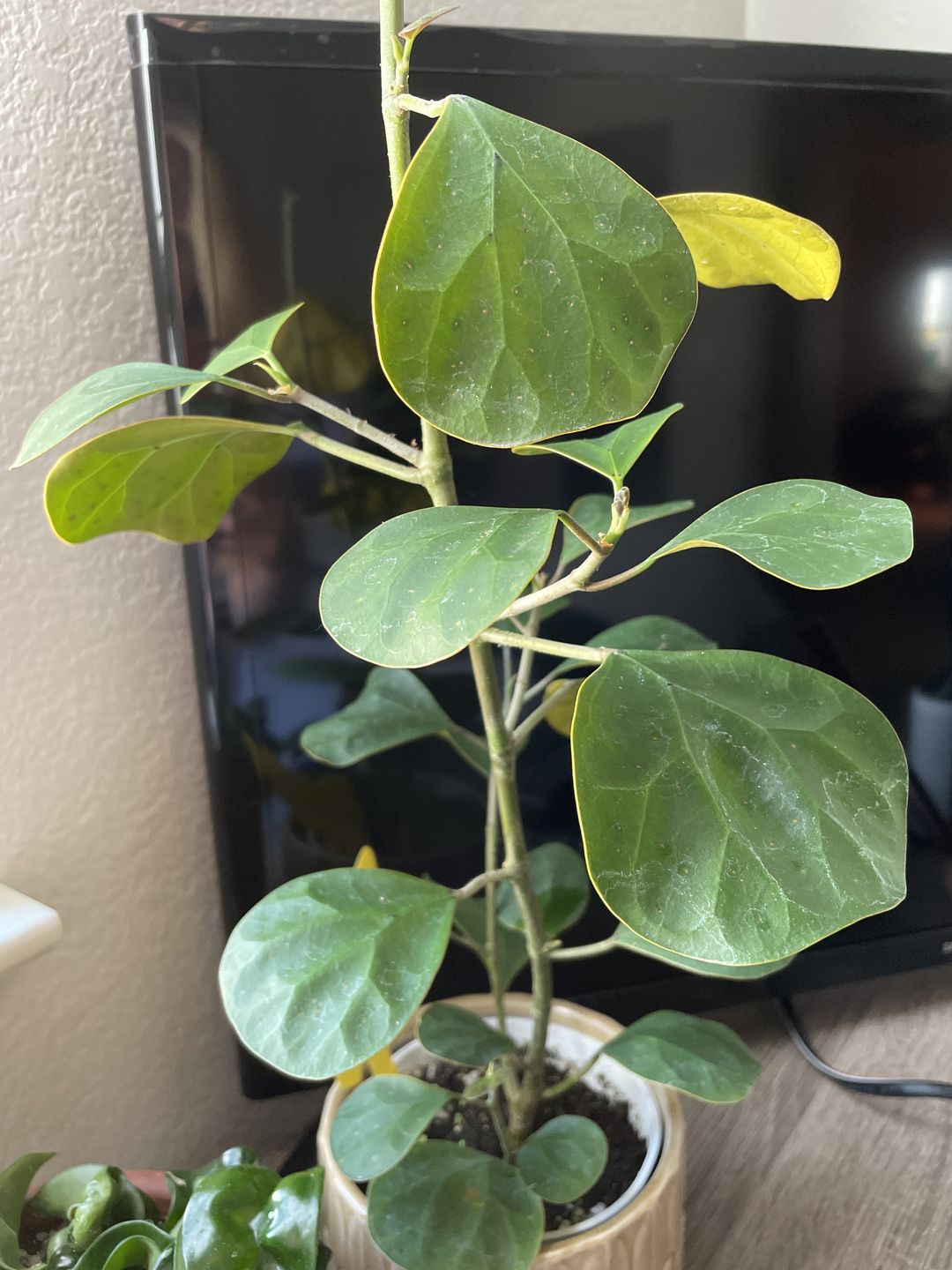 Customer photo review of 4" Ficus deltoidea