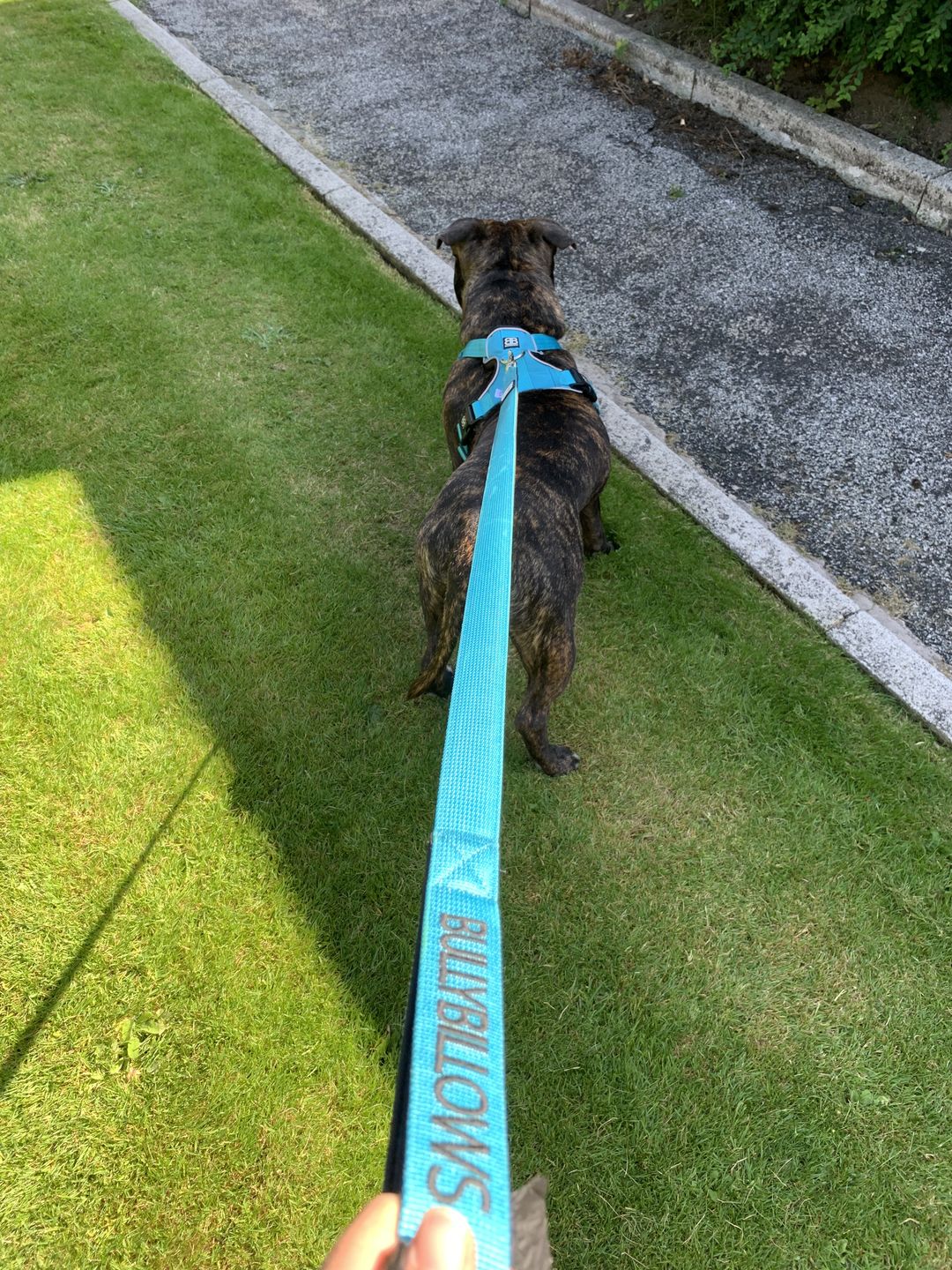 Customer photo review of Nylon Snap Hook Lead | Series 2 - Light Blue