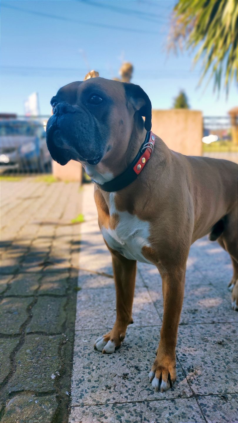 Customer photo review of Collar Duke Negro/Rojo