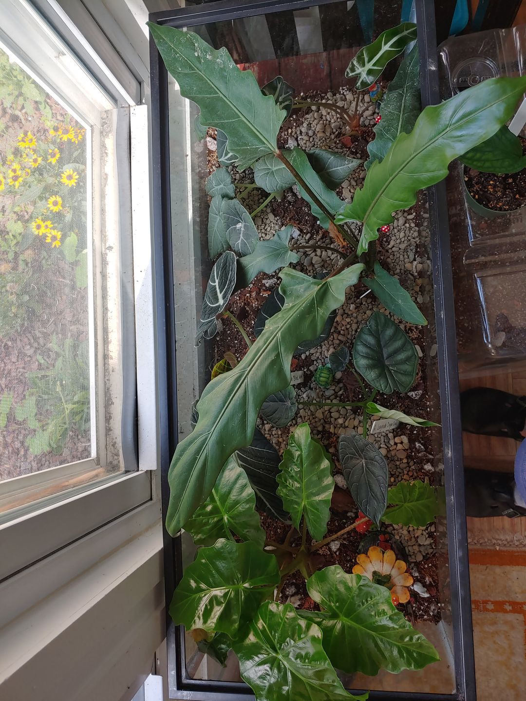 Customer photo review of 4" Alocasia lauterbachiana