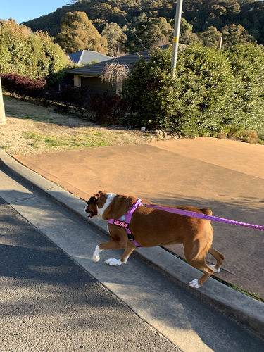 Customer photo review of DF Co. Dog Lovers Pack