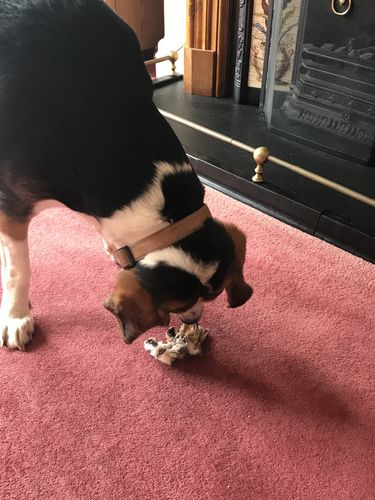 Customer photo review of Rabbit Ears with Hair 1kg