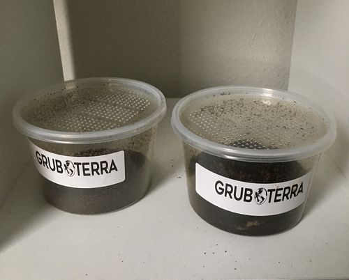 Customer photo review of GrubTerra Fresh Black Soldier Fly Larvae for Reptiles