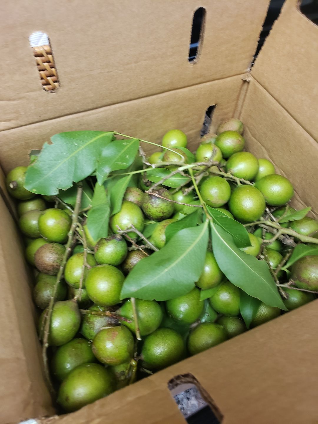 Customer photo review of Mamoncillo (Guinep) Box *Pre-Order*