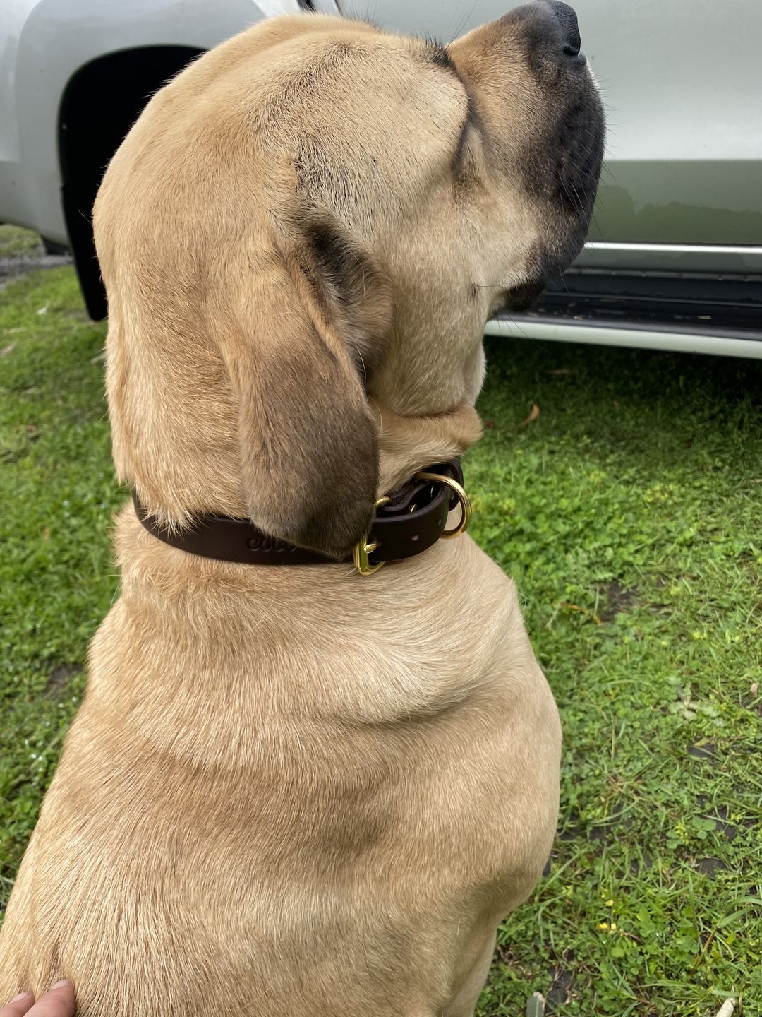 Customer photo review of Dog Collar