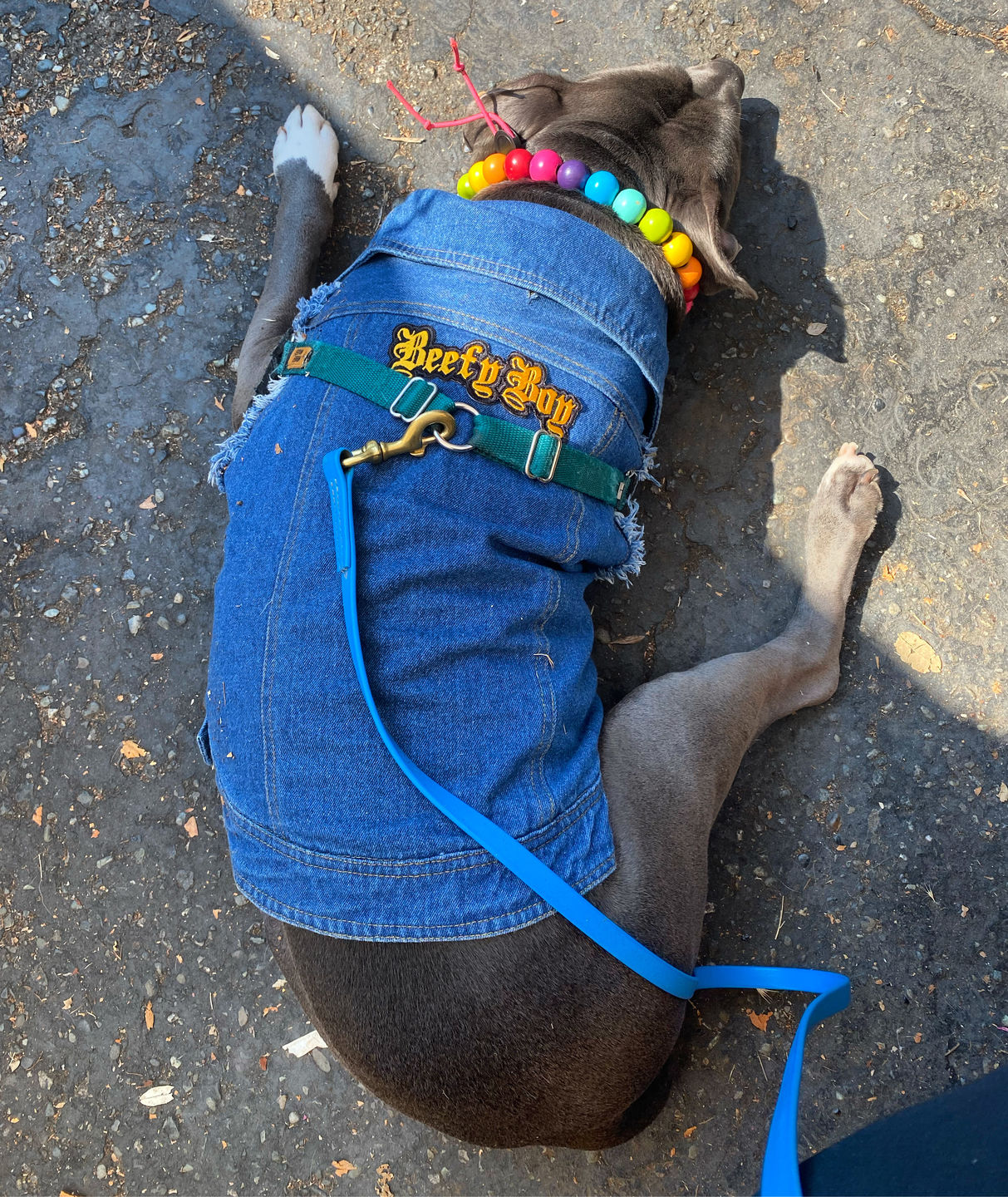 Customer photo review of Denim Dog Vest Raw Blue - Unpatched