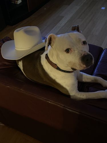 Customer photo review of Resistols Tucker 3x Fur Felt Hat