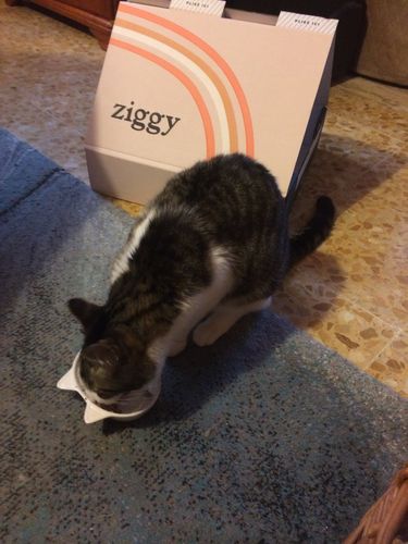 Avis photo d'un client sur Pâtée Chat Entier Sans Céréales - Boeuf
