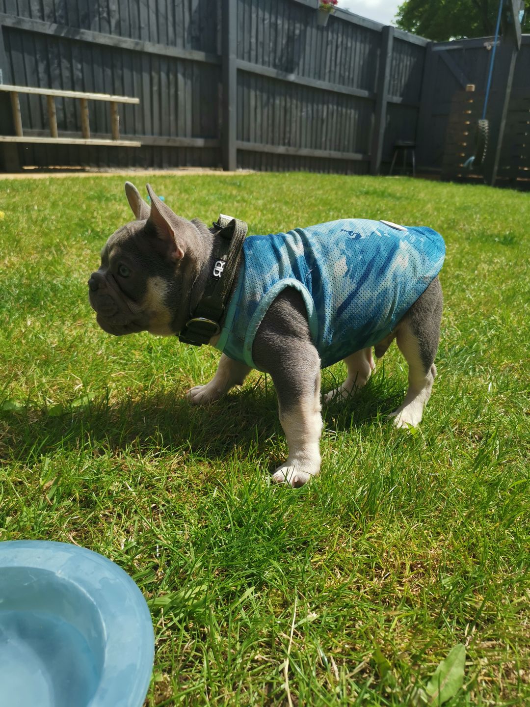 Customer photo review of 2.5cm Combat® Collar | With Handle & Rated Clip - Khaki v2.0