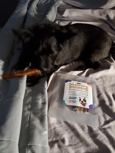 Customer photo review of 6 Inch Jumbo Bully Stick