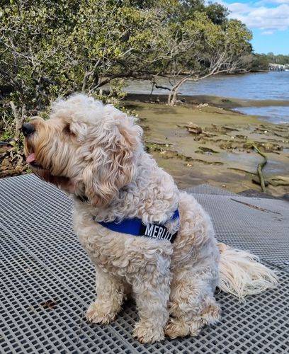 Customer photo review of DF Co. Classic Blue Dog Harness