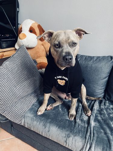 Customer photo review of "WOOF" Dog Hoodie - Black & Reflective