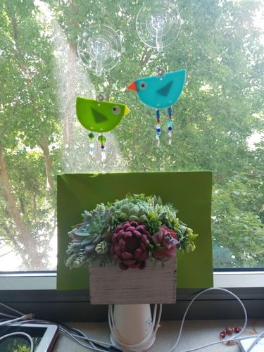 Customer photo review of Succulent Garden - Hibiscus