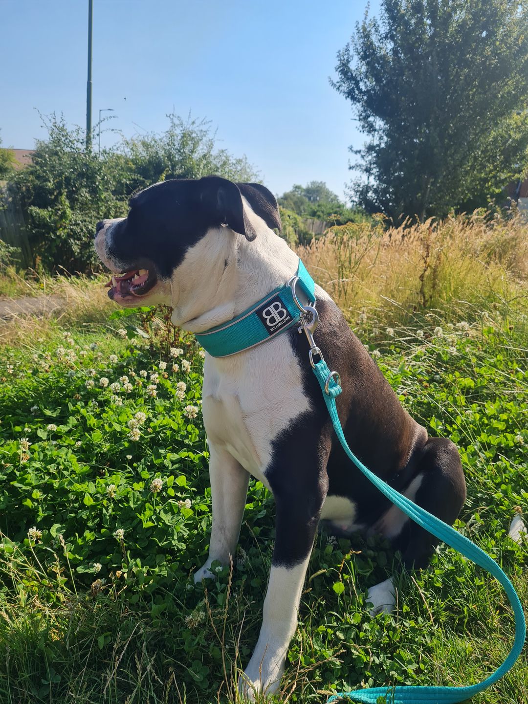 Customer photo review of 5cm RR Collar | Soft Padded & Reflective | Series 2 - Turquoise
