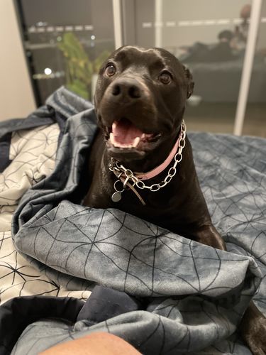 Customer photo review of Luxury Waterproof Bed Blanket - Blue Trim - Blue/White