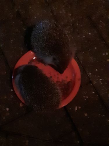 Customer photo review of Mr Johnsons Wildlife Hedgehog Food 750g