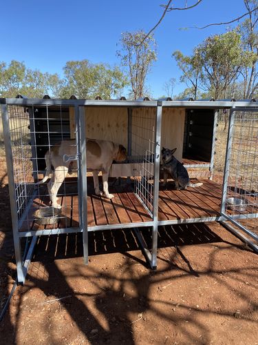 Customer photo review of Pet Rehydration Station XXL