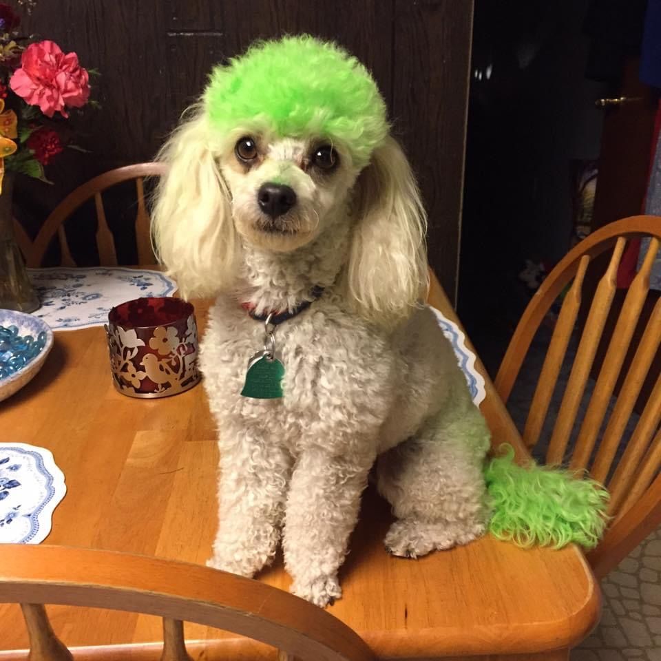 Customer photo review of Royal Canin Veterinary Diet - Hepatic. Canned Dog Food.