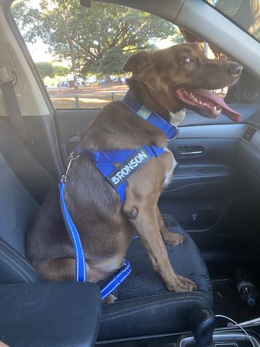 Customer photo review of DF Co. Dog Lovers Pack