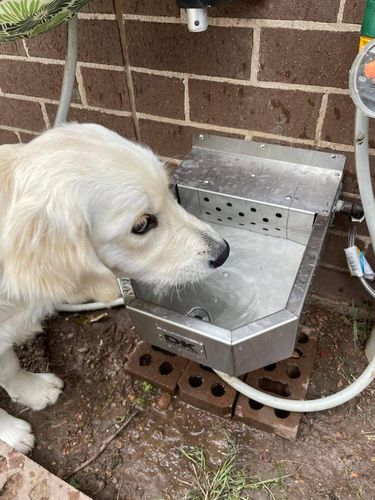 Customer photo review of Pet Rehydration Station