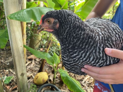 Customer photo review of GrubTerra Dried Larvae