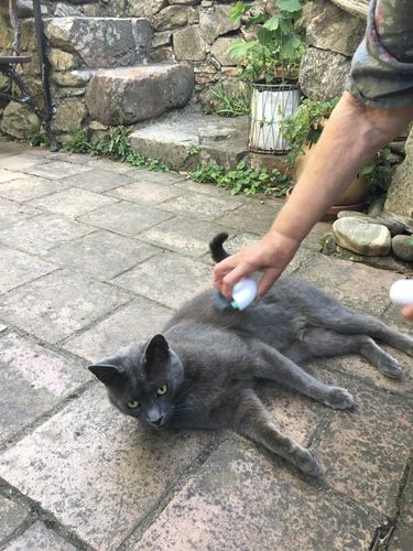 Customer photo review of Brosse ICAT® pour poils de chat | 2 en 1 | Nouveauté 2021