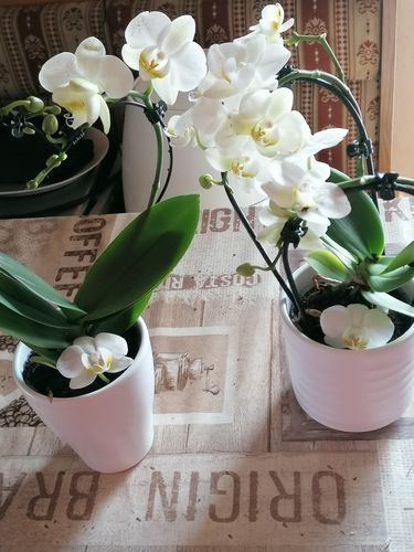 Customer photo review of Übertopf Keramikvase weiß, für 9cm Töpfe