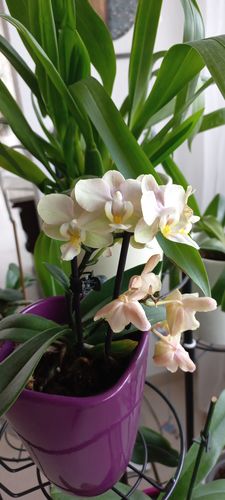 Customer photo review of 6er Set - Table Dance - Orchideen-Mix mit Keramik-Übertopf mit 1+ Stiel