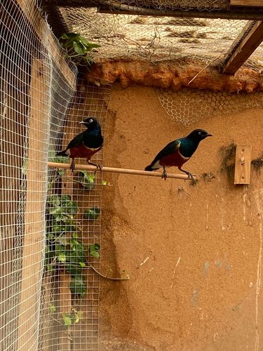 Customer photo review of BlackTasty™ Tierfutter aus Insekten