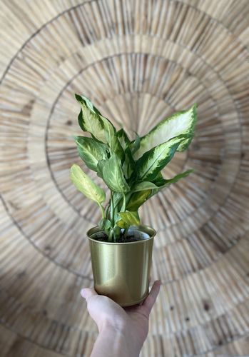 Customer photo review of Camilla