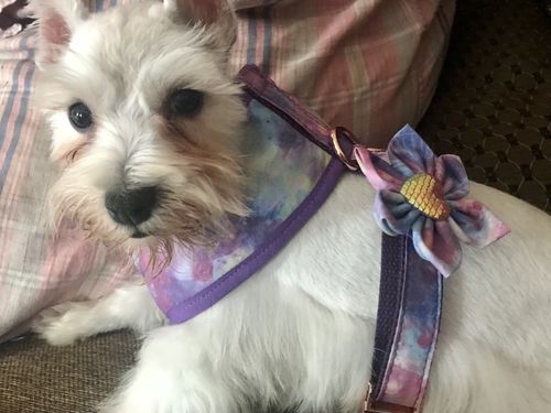 Customer photo review of Adding a Matching Dog Harness