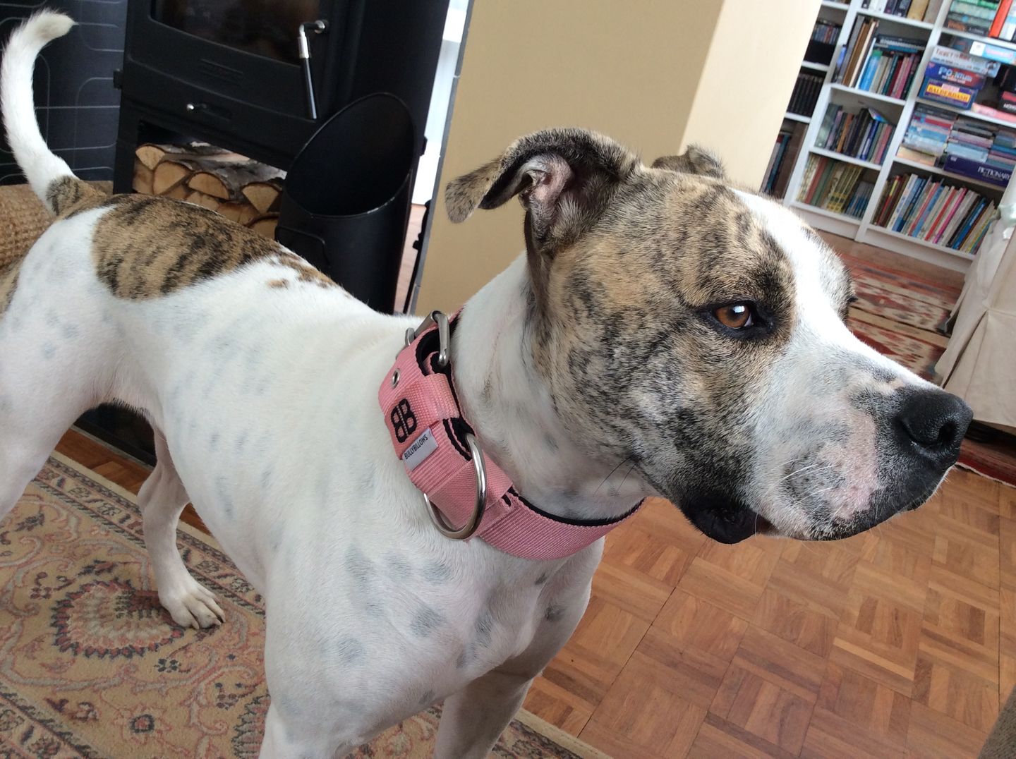 Customer photo review of 5cm Nylon Dog Collar - Pink v2.0