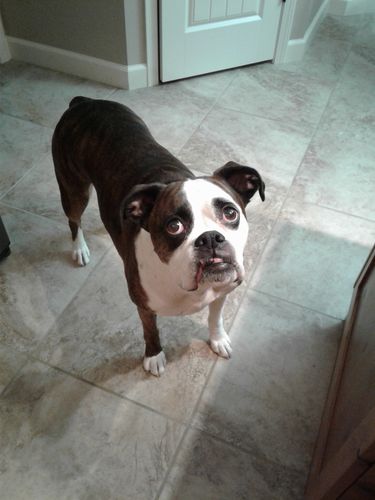 Customer photo review of Pup Wax Original Dog Nose Balm and Paw Wax