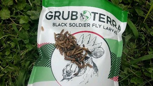 Customer photo review of GrubTerra Dried Larvae