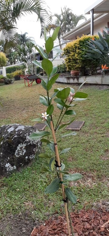 Customer photo review of Dwarf Lemonade Tree: RESTRICTED TO QLD