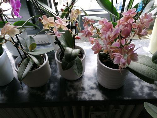 Customer photo review of 3er Sparset: Duftorchideen