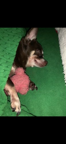 Customer photo review of Create A Custom Dog Pillow